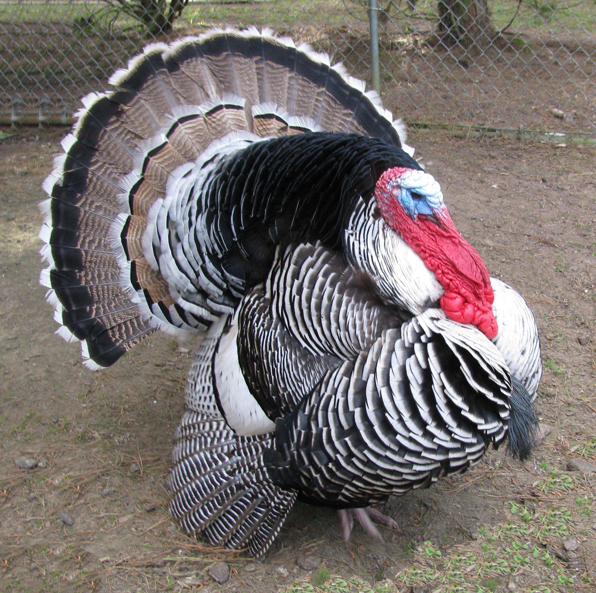 A heritage turkey